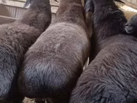 كبش, Hissar sheep — الصورة 1