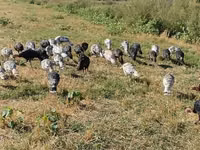 Turkeys — Foto 2