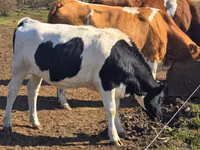 गाय, Russian Black pied cattle — फ़ोटो 1
