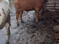 Vaca, Simmental cattle — foto 2
