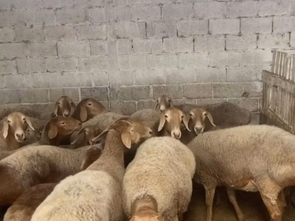 Schaf, Arashan sheep — Kirgisistan