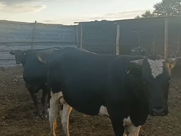 Bulle, Holstein-Rasse — Kasachstan