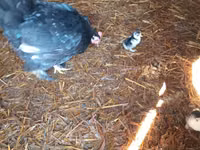 Chickens — photo 5