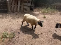 Қошқар, White Suffolk sheep — 6-сурет