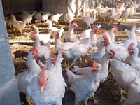 Chickens — Foto 1