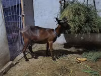 Ziege, Murcia-Granada goats — Foto 2
