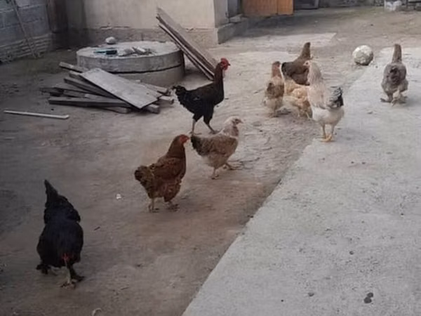 Chickens — Kirgisistan