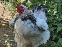 Brahma — Foto 1