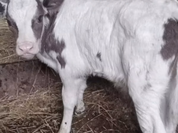 公牛, Cattle