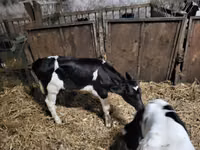 सांड, Russian Black pied cattle — फ़ोटो 2