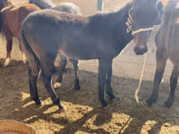 Pferde (Partie, Geschlecht nicht angegeben), Kyrgyz Horse — Foto 4