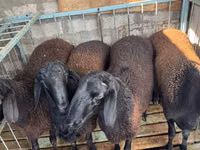 كبش, Hissar sheep — الصورة 4