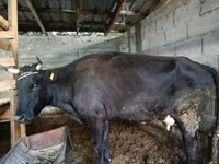 Cow, Cattle — photo 3