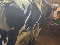 Bulle, Russian Black pied cattle — Foto 3