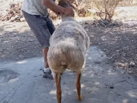 Oveja, Ovejas — foto 5