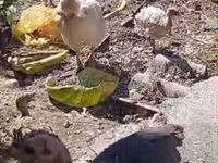 Turkeys — Foto 2
