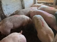 Eber, Schweine — Foto 1