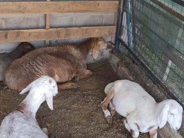 Schafe (Partie, Geschlecht nicht angegeben), Edilbay sheep — Usbekistan