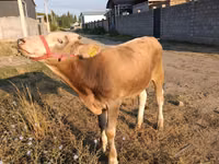公牛, Cattle — 照片 3