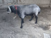 كبش, الأغنام — الصورة 1
