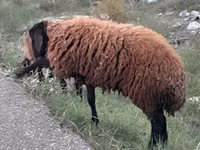 Schaf, Schafe — Foto 5