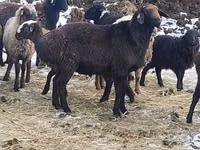 كبش, Hissar sheep — الصورة 3