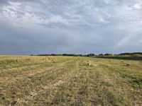 🌾 Сено после семенника 🌾 Продам сено, после обмолота. кастра Без — сүрөт 1