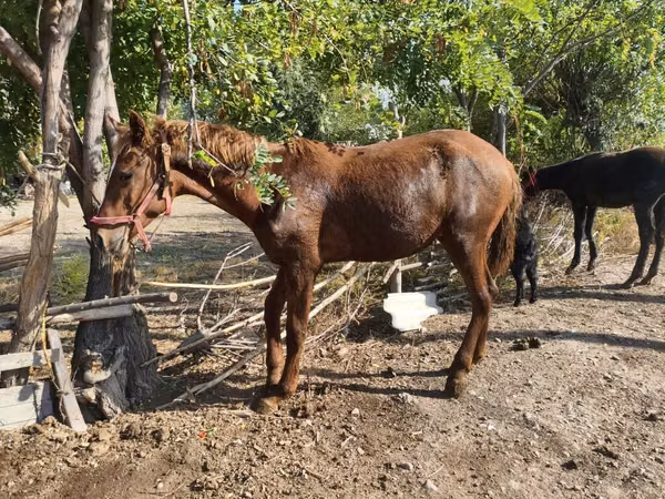 حصان, الخيول