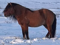 Hengst, Mugalzhar horse — Foto 4