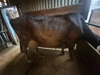 गाय, Latvian Blue cattle — फ़ोटो 2
