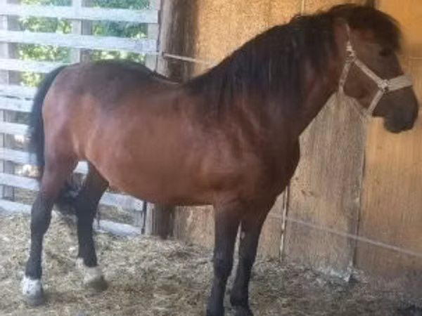 Mare, Horses