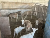 Ziegen (Partie, Geschlecht nicht angegeben), Alpine goat — Foto 6