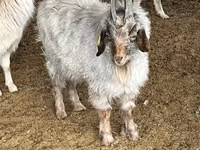 Ziegenbock, Ziegen — Foto 3