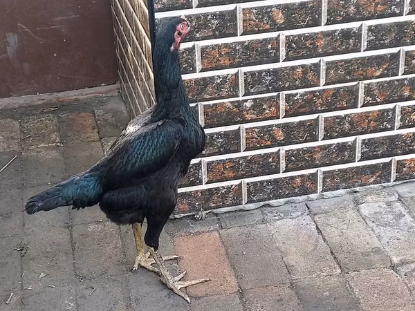 Chickens — Usbekistan