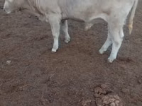 Bulle, Swiss cattle — Foto 3