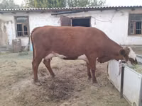 Kuh, Latvian Blue cattle — Foto 7