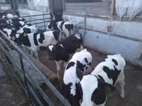 Bulle, Russian Black pied cattle — Foto 6