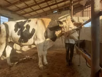 Toro, Raza Holstein — foto 3