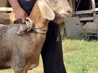 Carnero, Arashan sheep — foto 3
