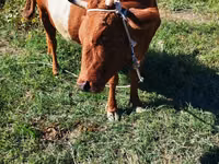 Cow, Cattle — photo 5