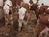 公牛, Simmental cattle — 照片 3