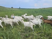 Ziege, Saanen goat — Foto 3