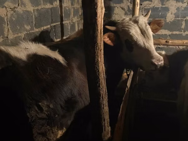 Bulle, Kasachische Weißkopfkuh — Kasachstan