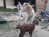 母山羊, Goats — 照片 3