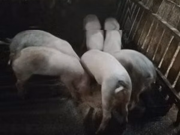 Қабан, Шошқалар