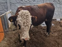 Bulle, Weißkopfige Ukrainische — Foto 2