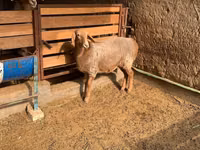 Oveja, Hissar sheep — foto 6