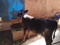 गाय, एबरडीन - एंगस — फ़ोटो 4