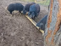 Schweine (Partie, Geschlecht nicht angegeben) — Foto 3
