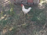 Chickens — Foto 2